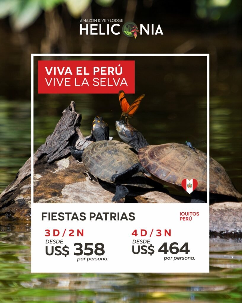 Celebra Fiestas Patrias de una manera diferente con los programas exclusivos de Amazon River Expeditions en Heliconia Amazon River Lodge. Disfruta experiencias todo incluido que combinan naturaleza, cultura amazónica y aventura en el corazón de la selva peruana.
Explora el Amazonas con excursiones guiadas, observación de fauna, gastronomía regional y actividades especiales diseñadas para estas fechas. Vive una escapada inolvidable rodeado de biodiversidad y paisajes únicos.
⏳ Reserva ahora y asegura tu experiencia amazónica en Fiestas Patrias.